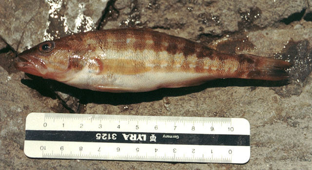 Serranus cabrilla