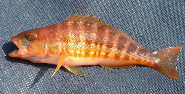 Serranus cabrilla