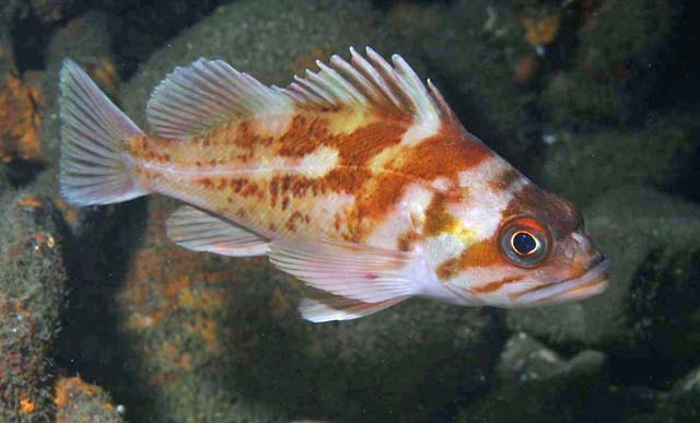 Sebastes caurinus