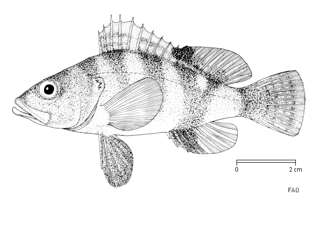 Serranus hepatus