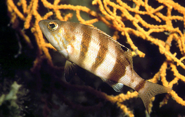 Serranus hepatus