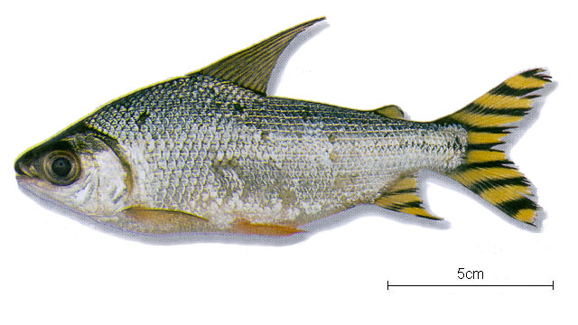 Semaprochilodus insignis