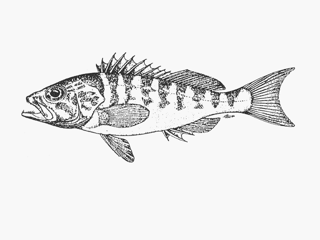 Serranus novemcinctus