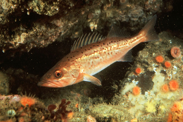 Sebastes paucispinis