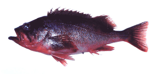 Sebastes polyspinis