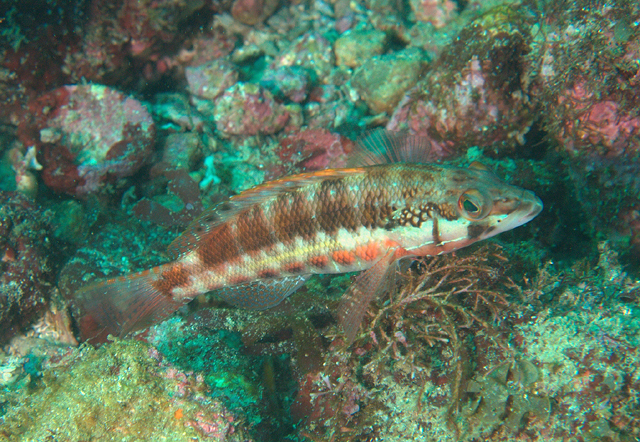 Serranus psittacinus