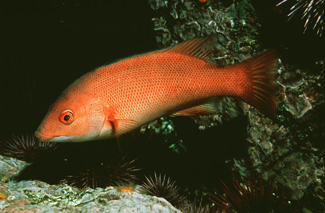 Semicossyphus pulcher