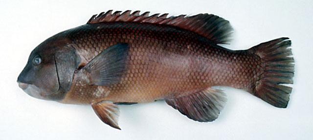 Semicossyphus reticulatus