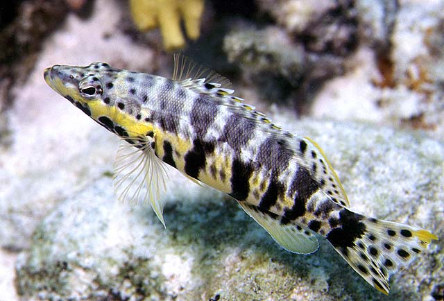 Serranus tigrinus