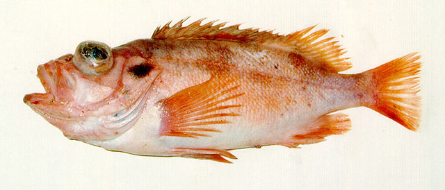 Sebastes viviparus