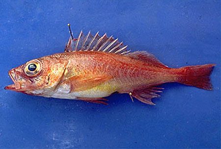 Sebastes wilsoni