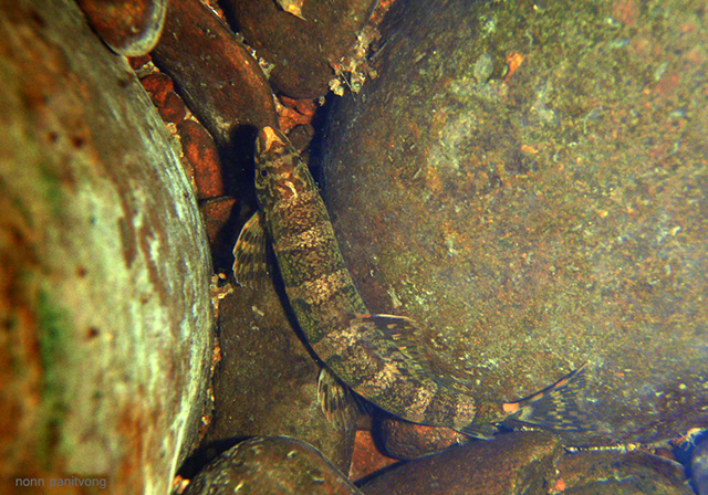 Serpenticobitis zonata