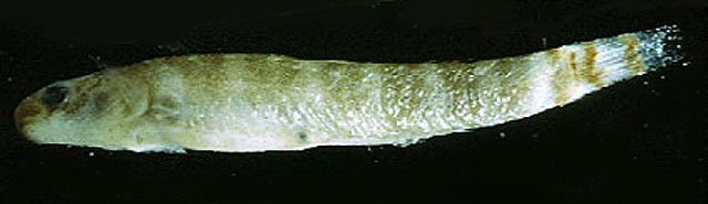 Sicydium plumieri