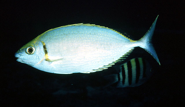 Siganus argenteus