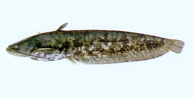 Silurus asotus