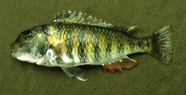 Pseudosimochromis babaulti