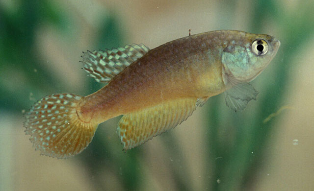 Simpsonichthys bokermanni