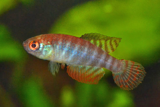 Simpsonichthys fasciatus