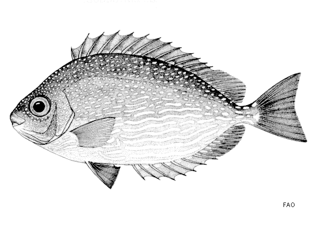 Siganus javus