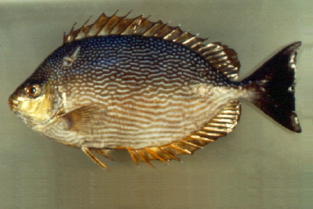 Siganus javus