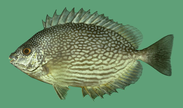 Siganus javus