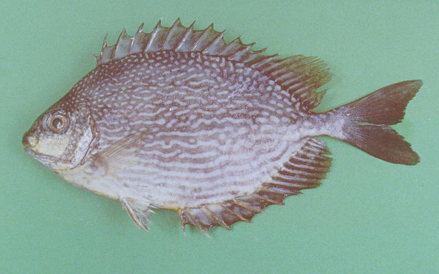 Siganus javus