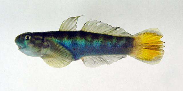 Sicyopterus macrostetholepis