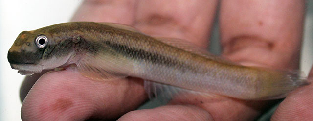 Sicyopterus microcephalus