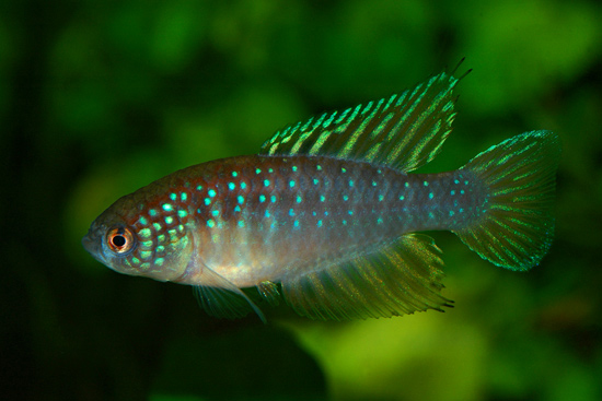 Simpsonichthys nielseni