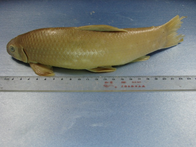 Decorus rendahli