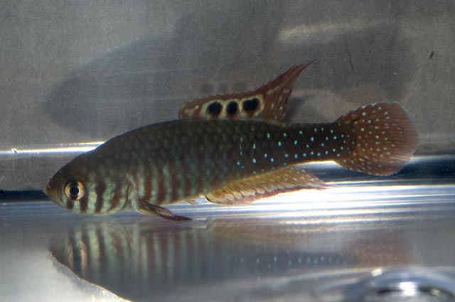 Simpsonichthys santanae