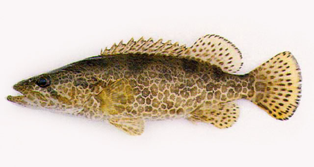 Siniperca scherzeri