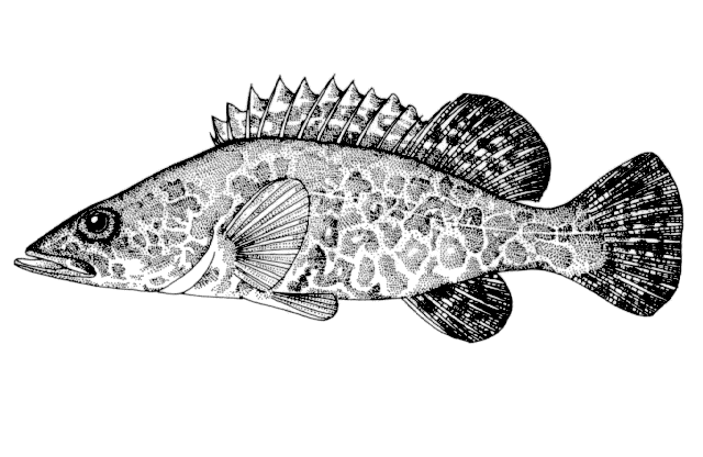 Siniperca scherzeri