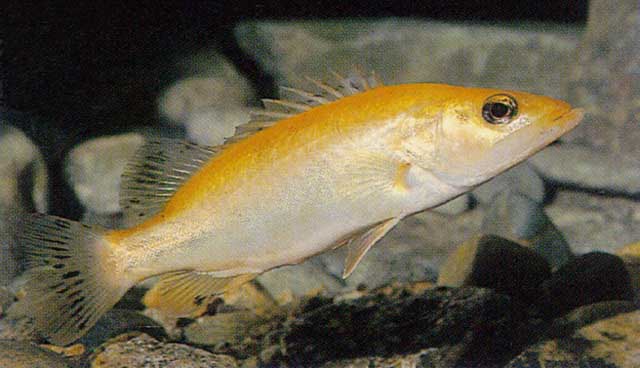 Siniperca scherzeri