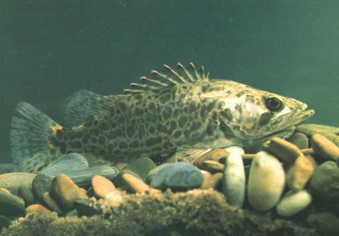 Siniperca scherzeri