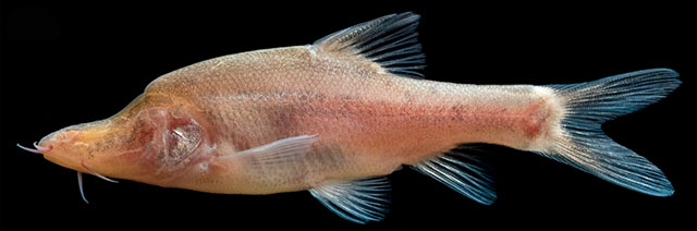 Sinocyclocheilus wanlanensis