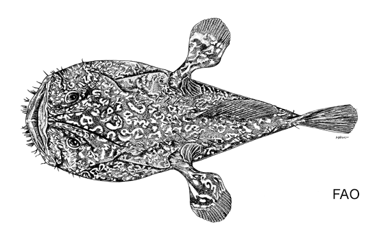 Sladenia shaefersi