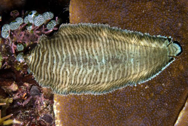 Soleichthys heterorhinos