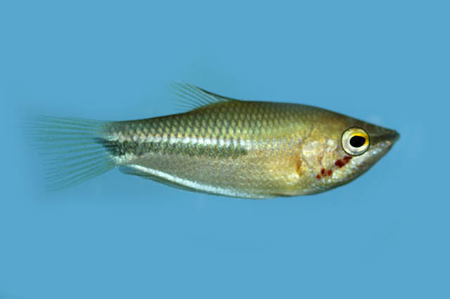 Sphaerichthys acrostoma