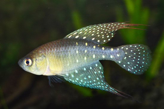 Spectrolebias brousseaui