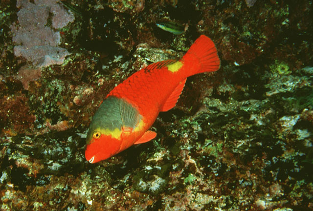 Sparisoma cretense