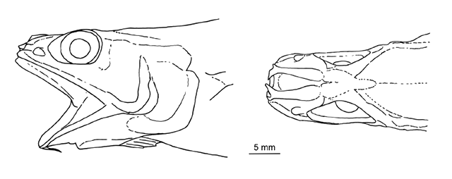 Spicomacrurus dictyogadus