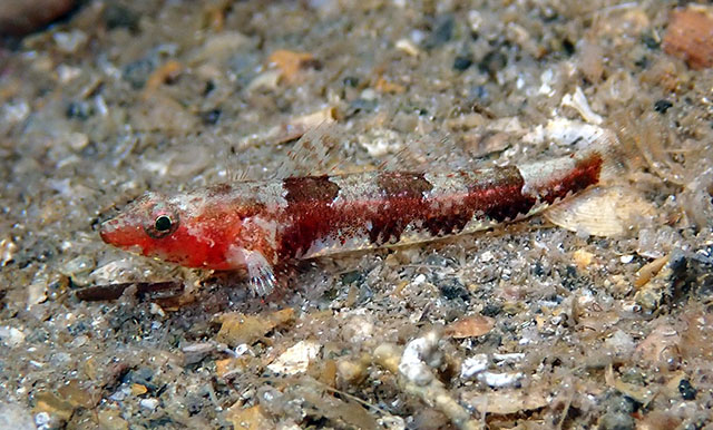 Speleogobius llorisi