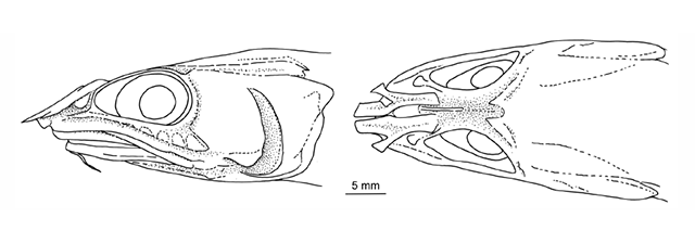 Spicomacrurus mccoskeri