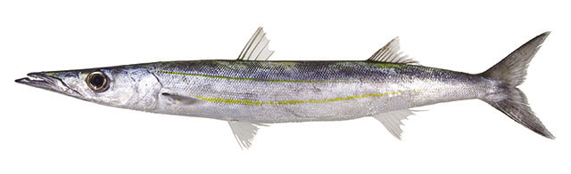 Sphyraena stellata