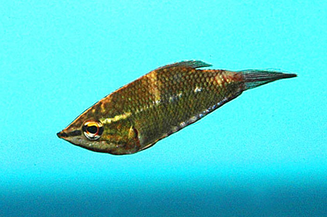 Sphaerichthys vaillanti