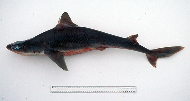 Squalus albifrons