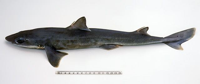 Squalus grahami