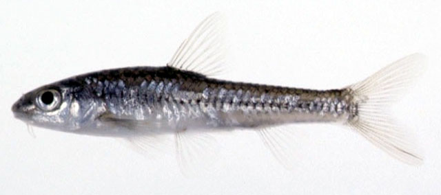 Squalidus gracilis