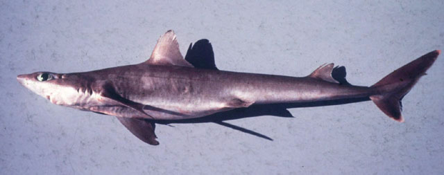 Squalus megalops